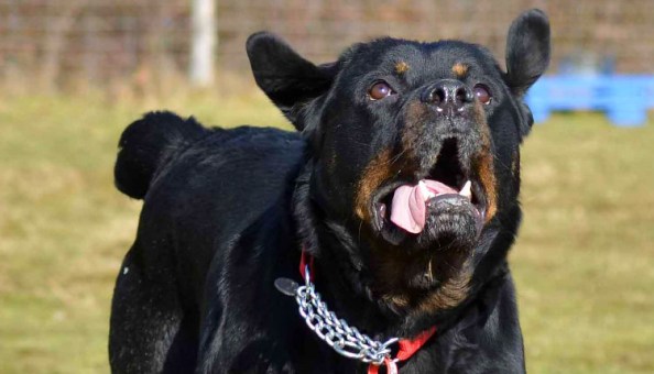 Image result for rottweiler bites off genitals of robber